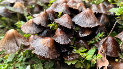 group of wild mushrooms