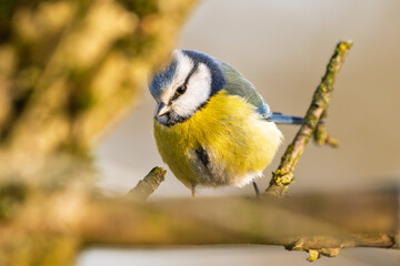Blaumeise (blue tit) im Herbst, Winter auf einem Ast / Vogel