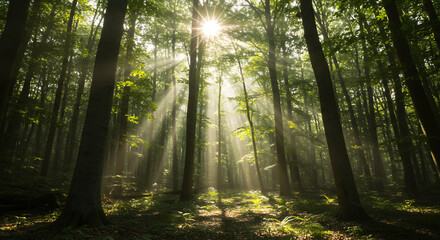 Obraz premium Sunbeams Streaming Through Misty Forest, Magical Sunlight in Green Woods