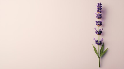 Fototapeta premium A single stem of lavender set against a stark white background, creating a serene and peaceful image.