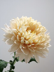 クリーム色の菊の花