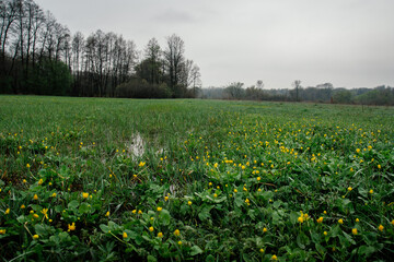 Spring freshet, grass wildflowers nature