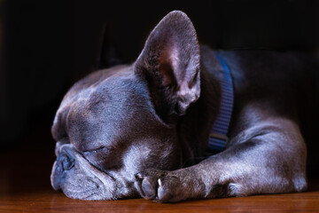 BULLDOG FRANCES DE COLOR GRIS DURMIENDO SOBRE EL PISO DE MADERA