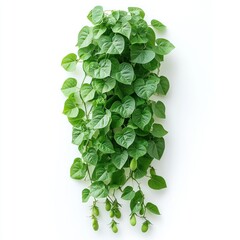 Fototapeta premium Lush Green Hyacinth Bean Vine with Immature Pods Against White Background