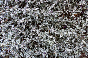 lining of green leafy plants