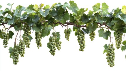Green Grapes Hanging From a Vine