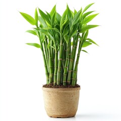 Obraz premium Lush Green Bamboo Plant in a Pot