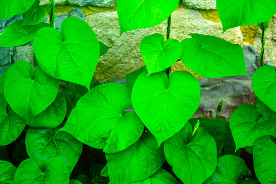 Green clambering plant on a grey stone surface. Close-up view. Natural background