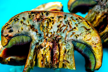 Half of the mushroom eaten by worms. Forest mushrooms Boletus badius with worms inside