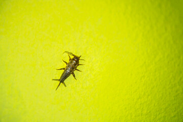 Silverfish insect, Lepisma saccharina, walking on a wall