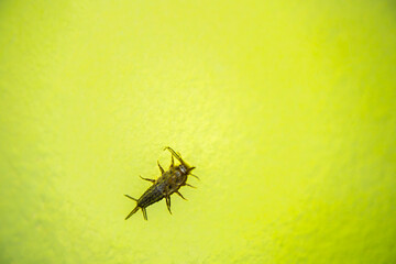 Silverfish insect, Lepisma saccharina, walking on a wall