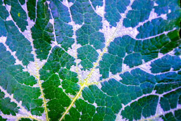 Autumn leaves, pumpkin leaves background , texture