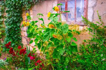 Sunflowers in the wind. Beautiful sunflower in field.