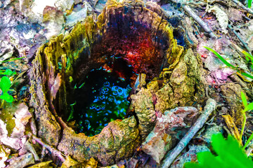 A water in a tree stump. Old stump of tree near swamp covered with moss.
