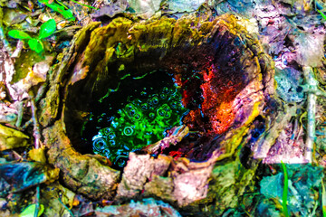 A water in a tree stump. Old stump of tree near swamp covered with moss.