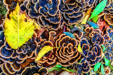 A closeup of Turkey tail Mushroom Covering a logs.  Brown shelf mushroom growing on a tree trunk in a forest