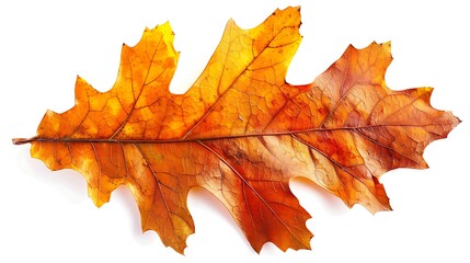 Obraz premium A close-up of an autumn oak leaf, isolated on a white background