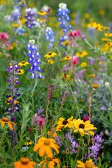 Obraz premium Vibrant mix of flower species in natural setting.