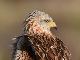un precioso milano real en libertad