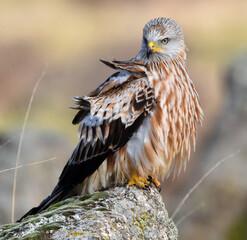 un precioso milano real en libertad