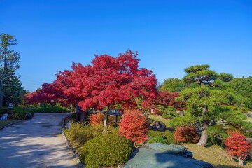 Obraz premium 青空バックに見る真っ赤なモミジの紅葉と見事な枝ぶりの松のコラボ情景