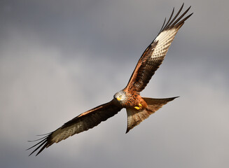 un precioso milano real en libertad