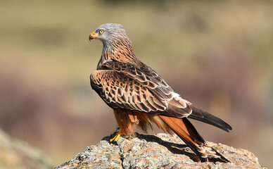 un precioso milano real en libertad