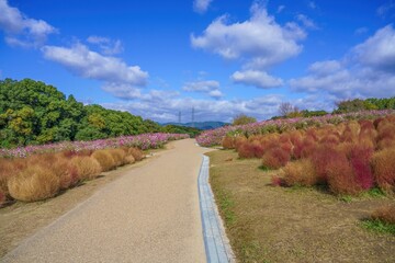 青空バックに見る満開のコキアとコスモスに囲まれた遊歩道の情景