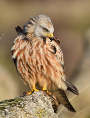 un precioso milano real en libertad