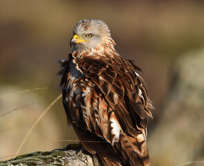 un precioso milano real en libertad