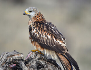 milano real en libertad en españa