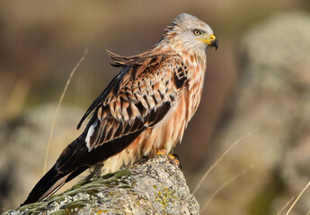 un precioso milano real en libertad