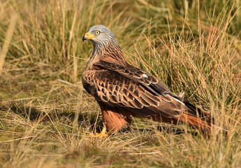 milano real en libertad en españa