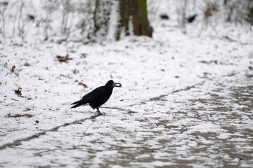 Black crow with a nut in the beak on a snowy background.