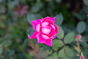 Vivid Double Pink Knock Out Shrub Roses in Bloom Against Lush Green Foliage.
