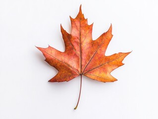 Fototapeta premium A maple leaf, a symbol of Canada's autumn season.