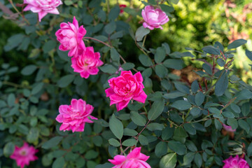 Obraz premium Vivid Double Pink Knock Out Shrub Roses in Bloom Against Lush Green Foliage.