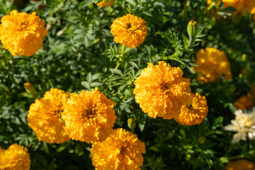 Vibrant Tagetes Marigold Flowers in Full Bloom in Lush Garden Setting.
