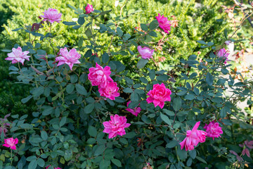Vivid Double Pink Knock Out Shrub Roses in Bloom Against Lush Green Foliage.