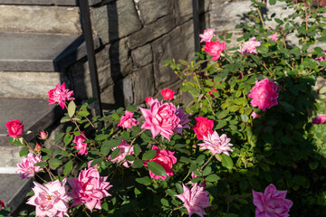 Vivid Double Pink Knock Out Shrub Roses in Bloom Against Lush Green Foliage.