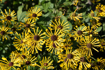 Vibrant Rudbeckia Little Henry in Full Bloom with Quill-Like Petals.