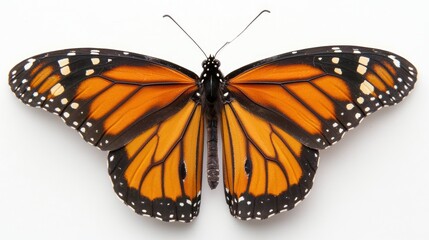 Fototapeta premium Monarch Butterfly with Open Wings