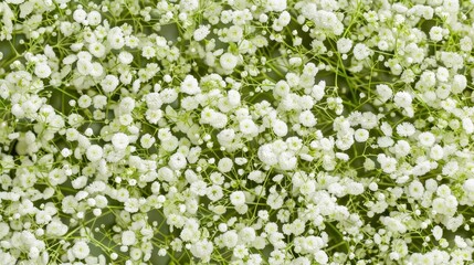 Delicate Baby's Breath Flowers, White Floral Background Texture.