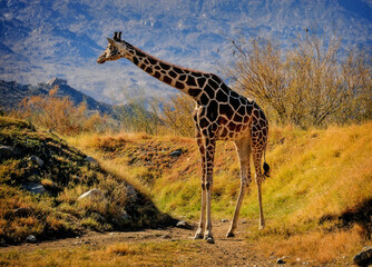 giraffe in the savannah