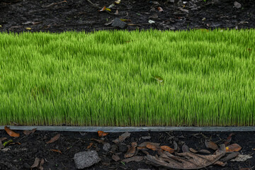 Cultivation of rice seeds in dry land, Rice seeds