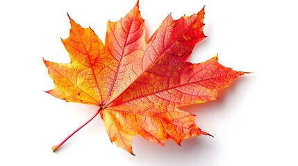Fototapeta premium An autumn maple leaf with vibrant red and orange hues, isolated on a white background