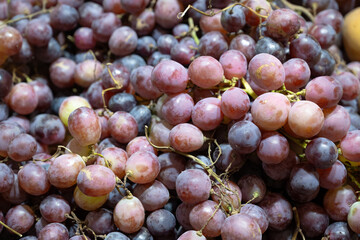 fotografía close up de uvas moradas 