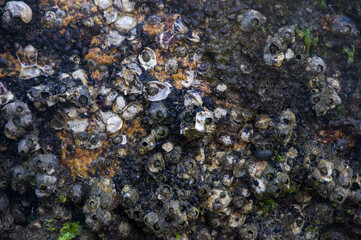 Ocean coral texture with several small holes that can cause trypophobia