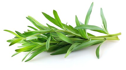 Fototapeta premium A sprig of tarragon with green leaves, isolated on a white background