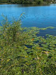 Butterfly among greenery by lake